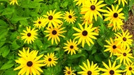 Ihre schönsten Sommerblumen
