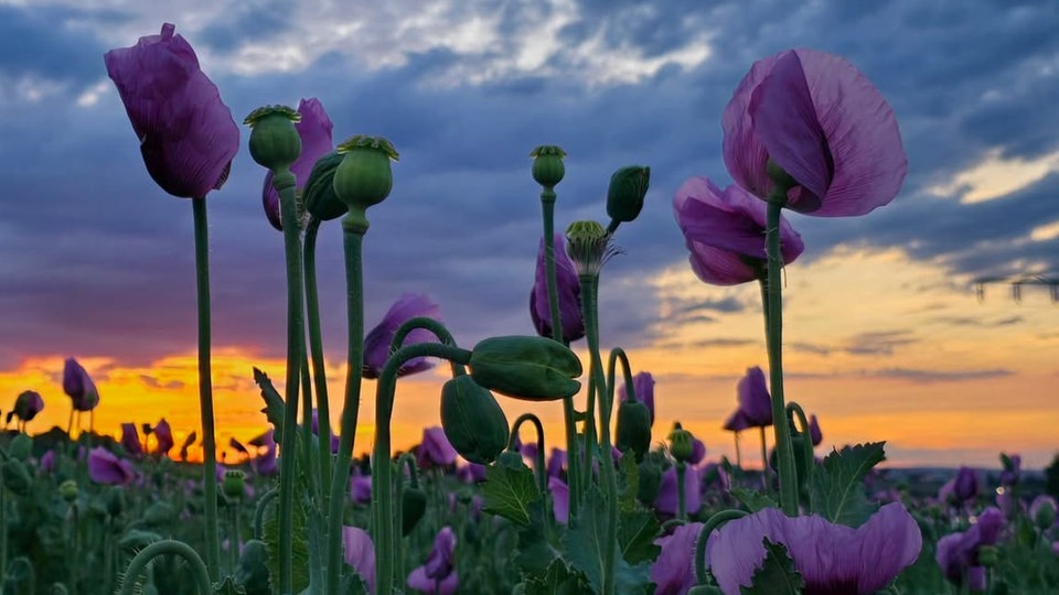 Ihre schönsten Sommerblumen