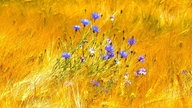 Ihre schönsten Sommerblumen