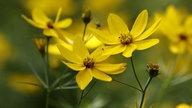 Ihre schönsten Sommerblumen