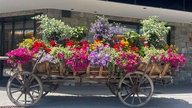 Ihre schönsten Sommerblumen