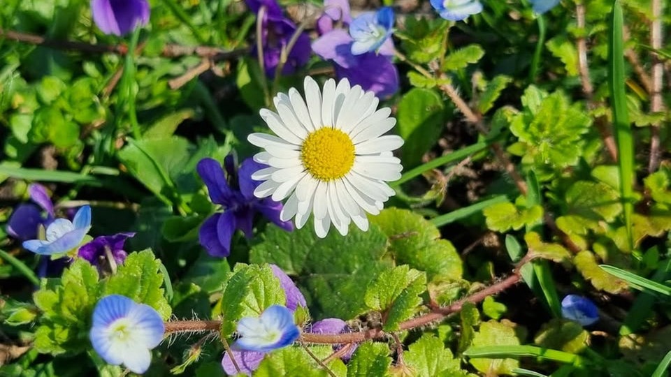 Ihre schönsten Sommerblumen