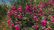 Ihre schönsten Sommerblumen