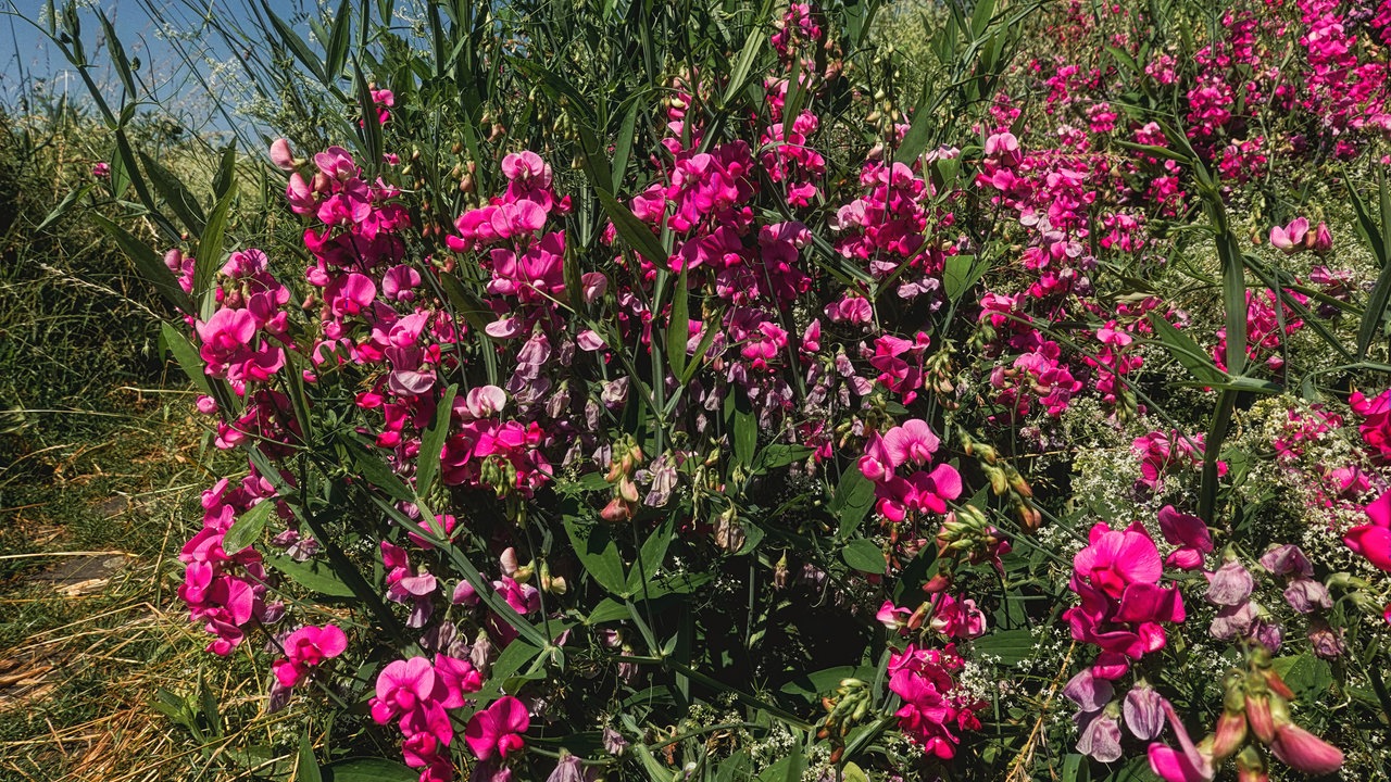 Ihre schönsten Sommerblumen