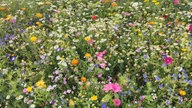 Ihre schönsten Sommerblumen