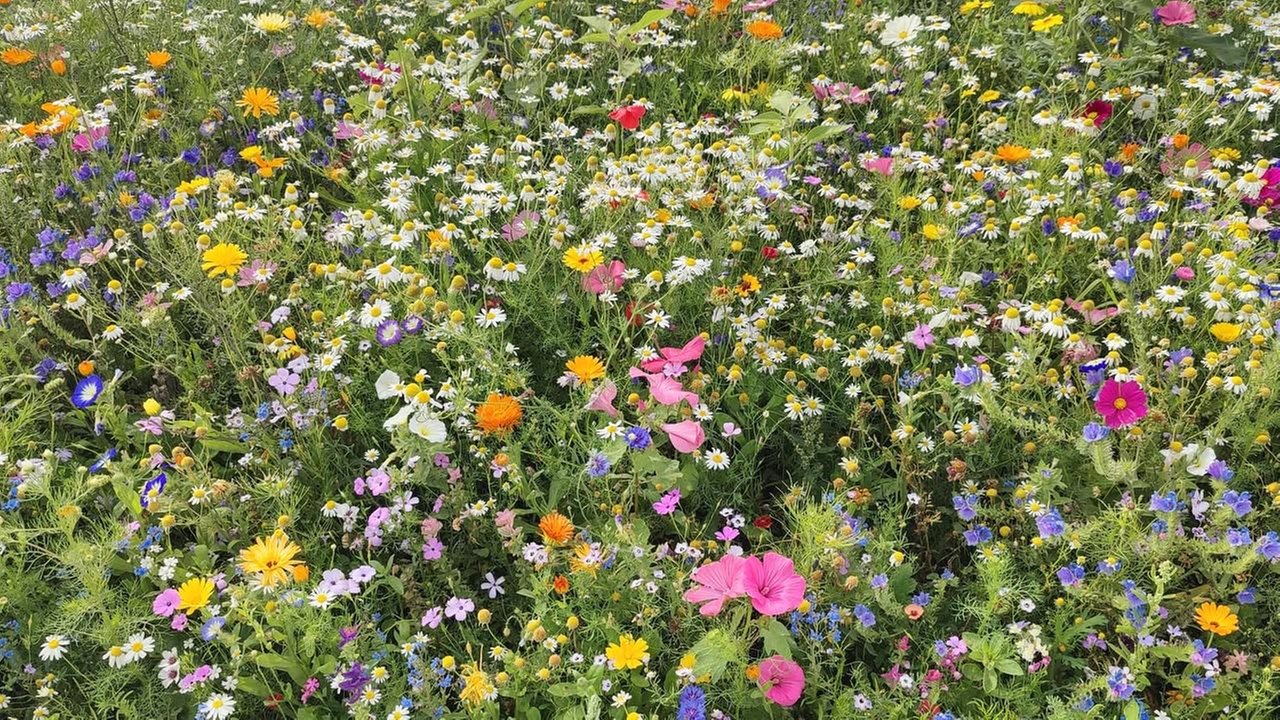 Ihre schönsten Sommerblumen