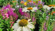 Ihre schönsten Sommerblumen