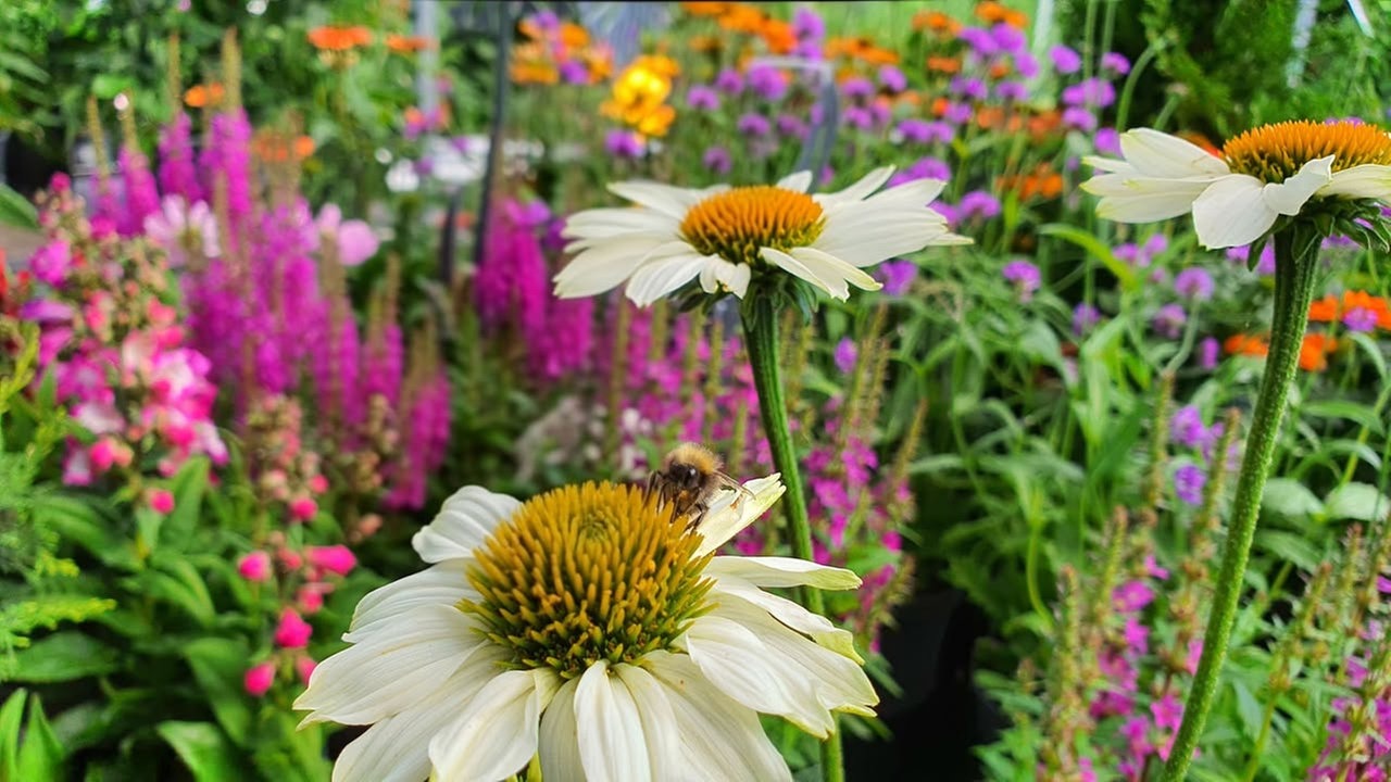 Ihre schönsten Sommerblumen