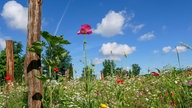 Ihre schönsten Sommerblumen