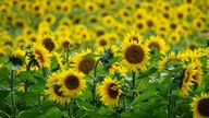 Ihre schönsten Sommerblumen