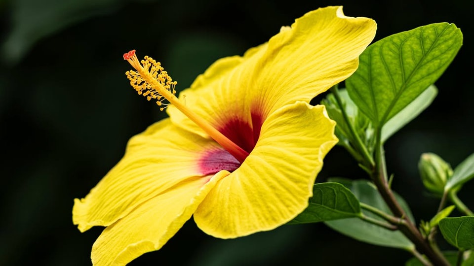 Ihre schönsten Sommerblumen