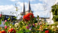 Ihre schönsten Sommerblumen