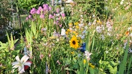 Ihre schönsten Sommerblumen
