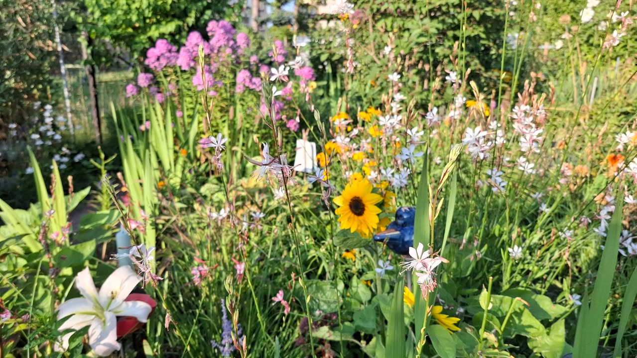 Ihre schönsten Sommerblumen