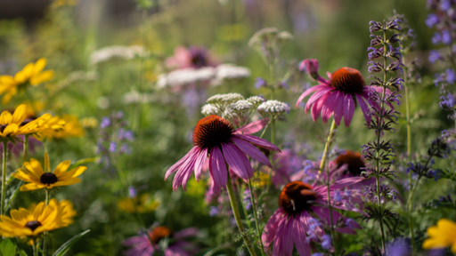 Ihre schönsten Sommerblumen