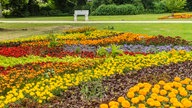 Ihre schönsten Sommerblumen