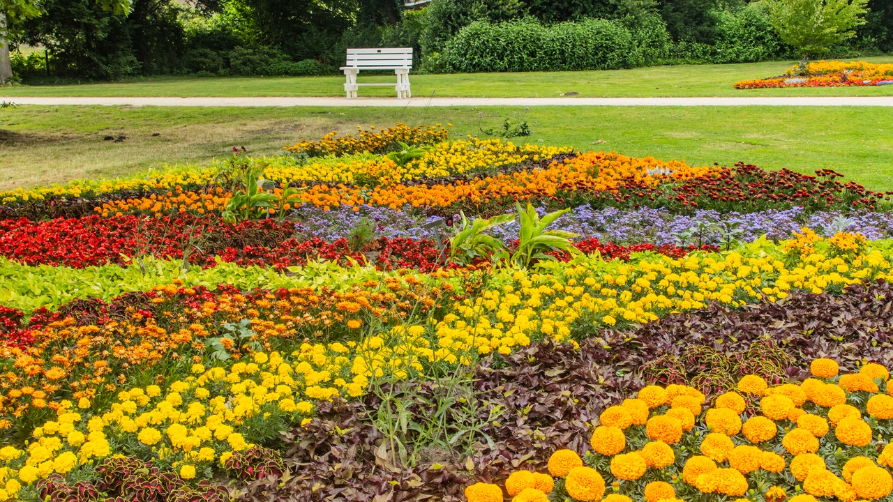 Ihre schönsten Sommerblumen