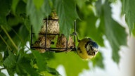 Ihre schönsten Vogelfotos