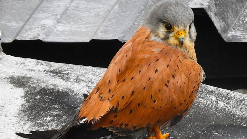 Ihre schönsten Vogelfotos