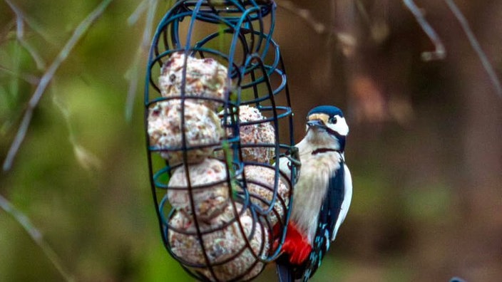 Ihre schönsten Vogelfotos