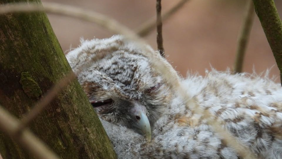 Ihre schönsten Vogelfotos