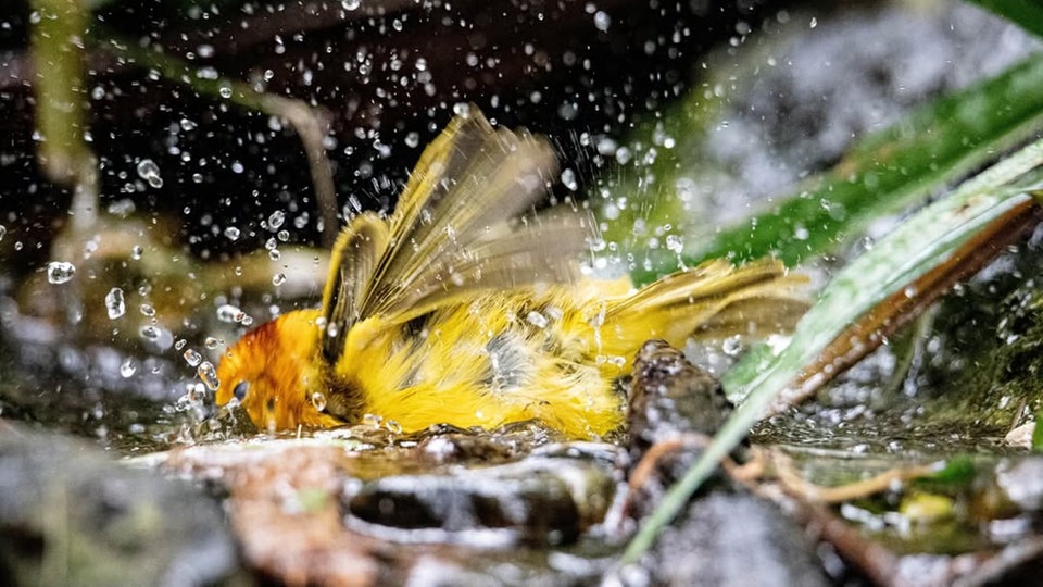 Ihre schönsten Vogelfotos