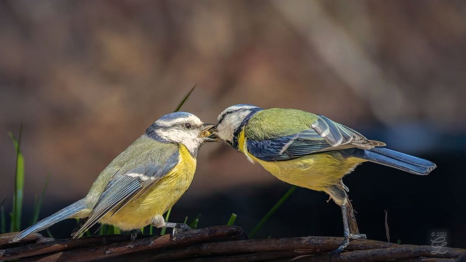 Ihre schönsten Vogelfotos