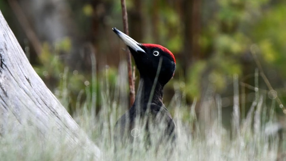 Ihre schönsten Vogelfotos