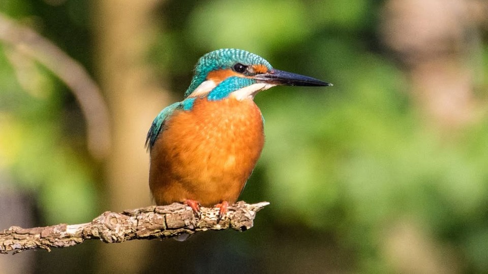 Ihre schönsten Vogelfotos