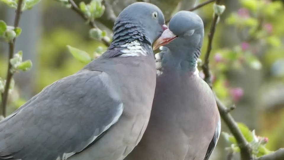 Ihre schönsten Vogelfotos