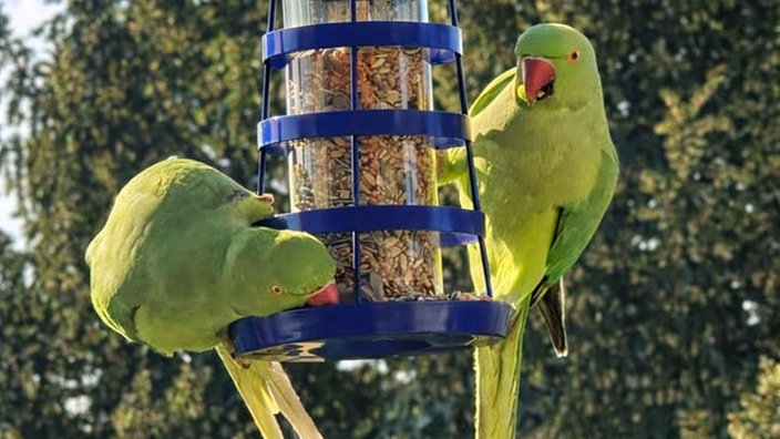 Ihre schönsten Vogelfotos