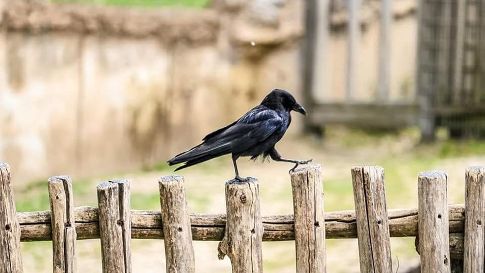 Ihre schönsten Vogelfotos