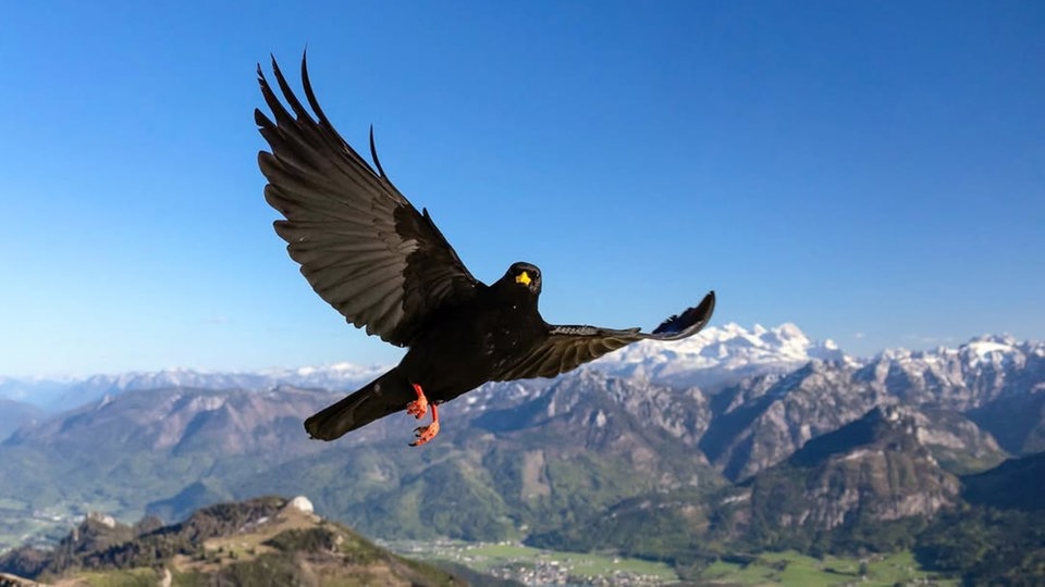 Ihre schönsten Vogelfotos