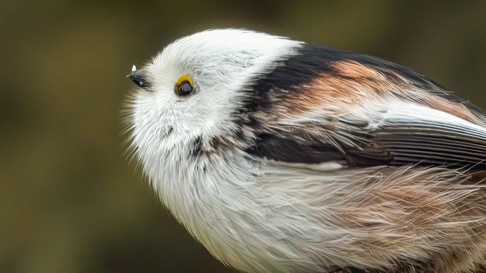Ihre schönsten Vogelfotos