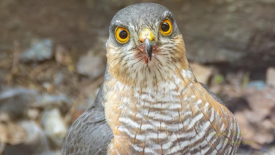 Ihre schönsten Vogelfotos