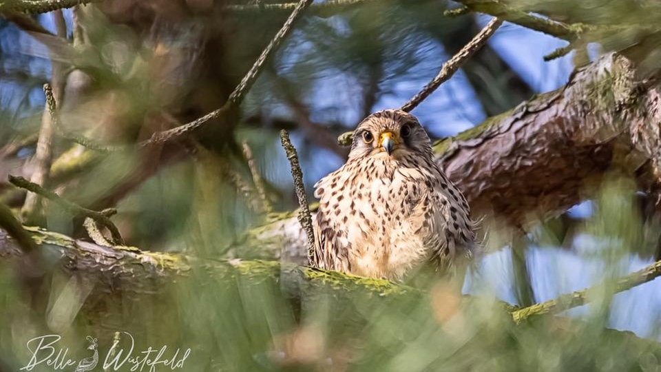 Ihre schönsten Vogelfotos