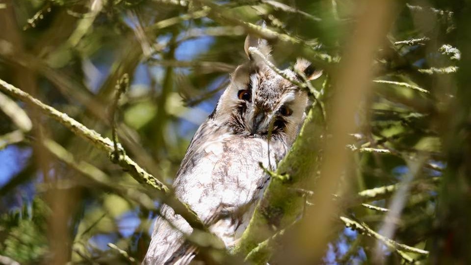 Ihre schönsten Vogelfotos