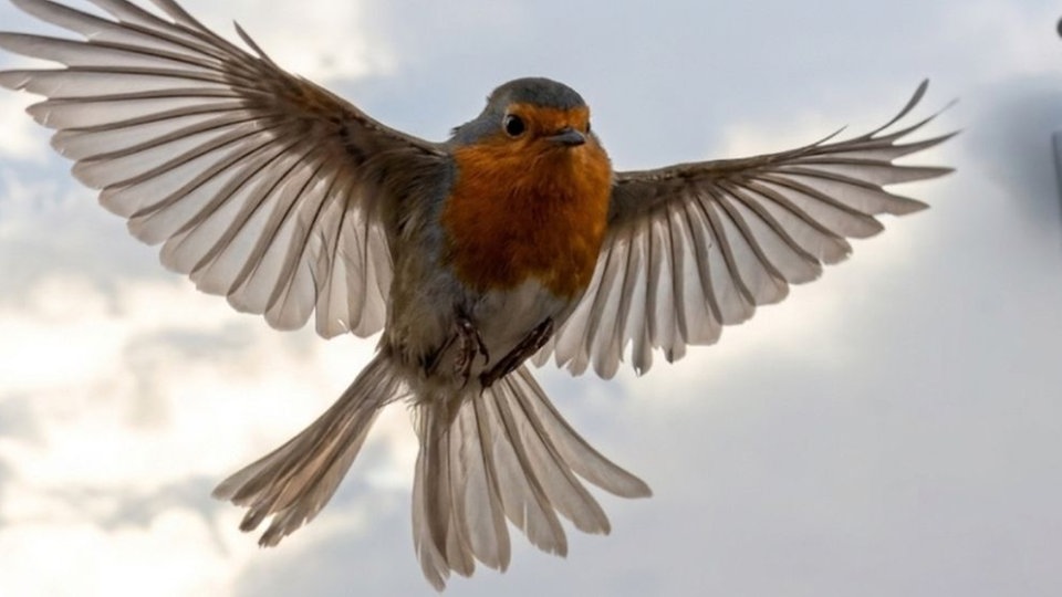Ihre schönsten Vogelfotos