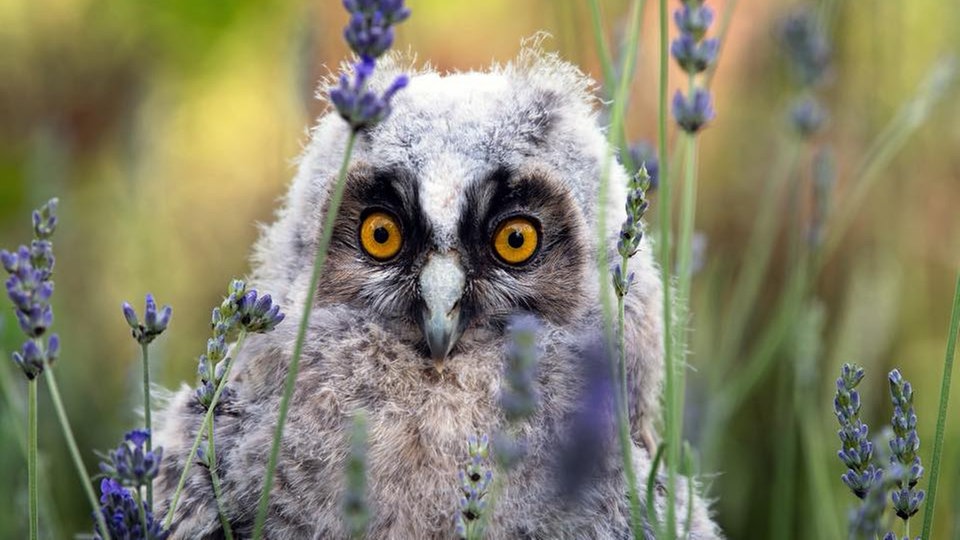 Ihre schönsten Vogelfotos
