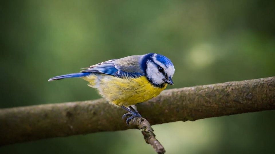 Ihre schönsten Vogelfotos