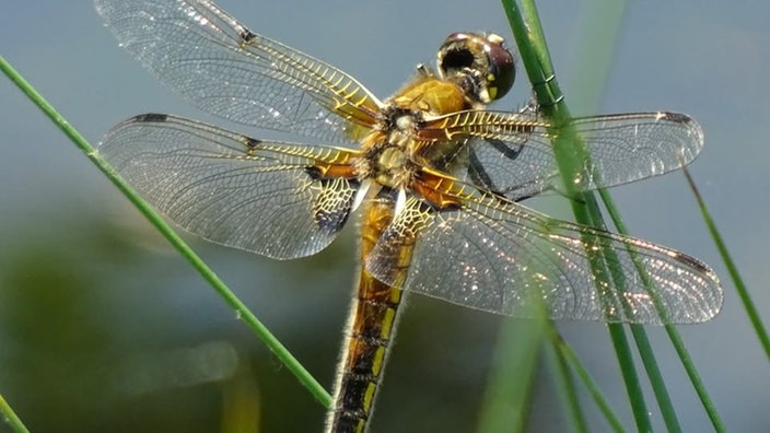 Insekten 