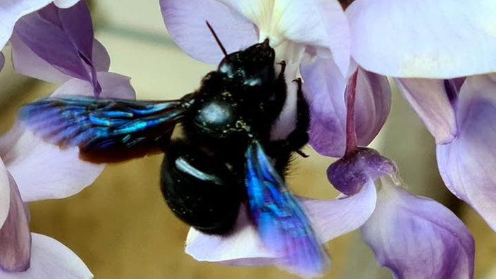 Insekten 