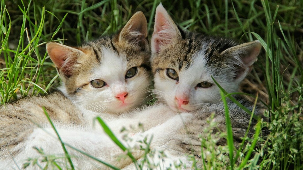 zwei kleine Katzen liegen eng beieinander im Gras