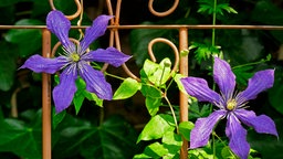 Klematis 