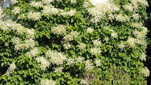 Kletterhortensie 