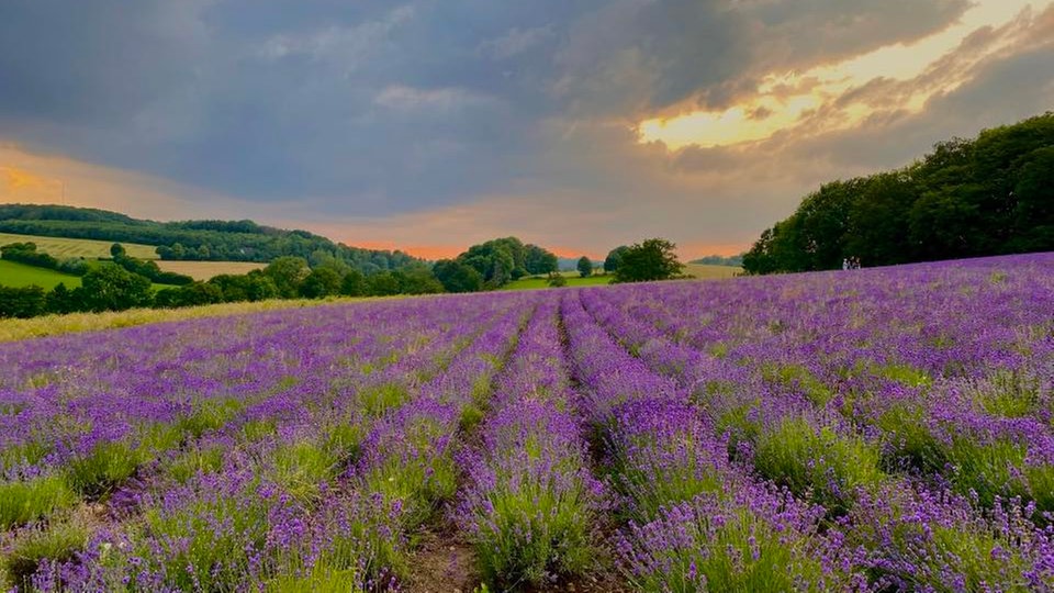 Lavendel 