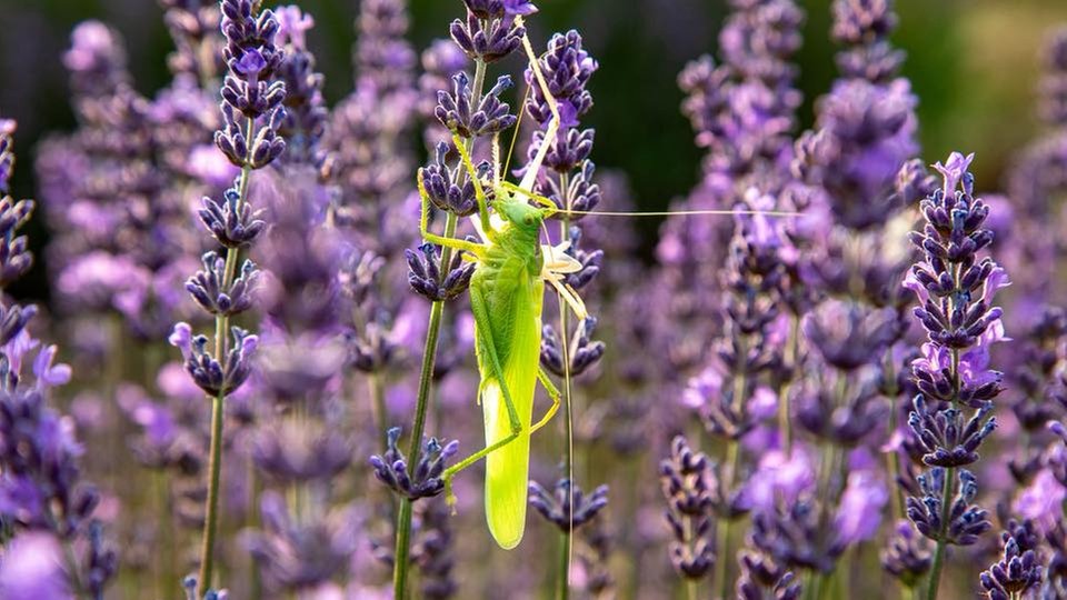 Lavendel 