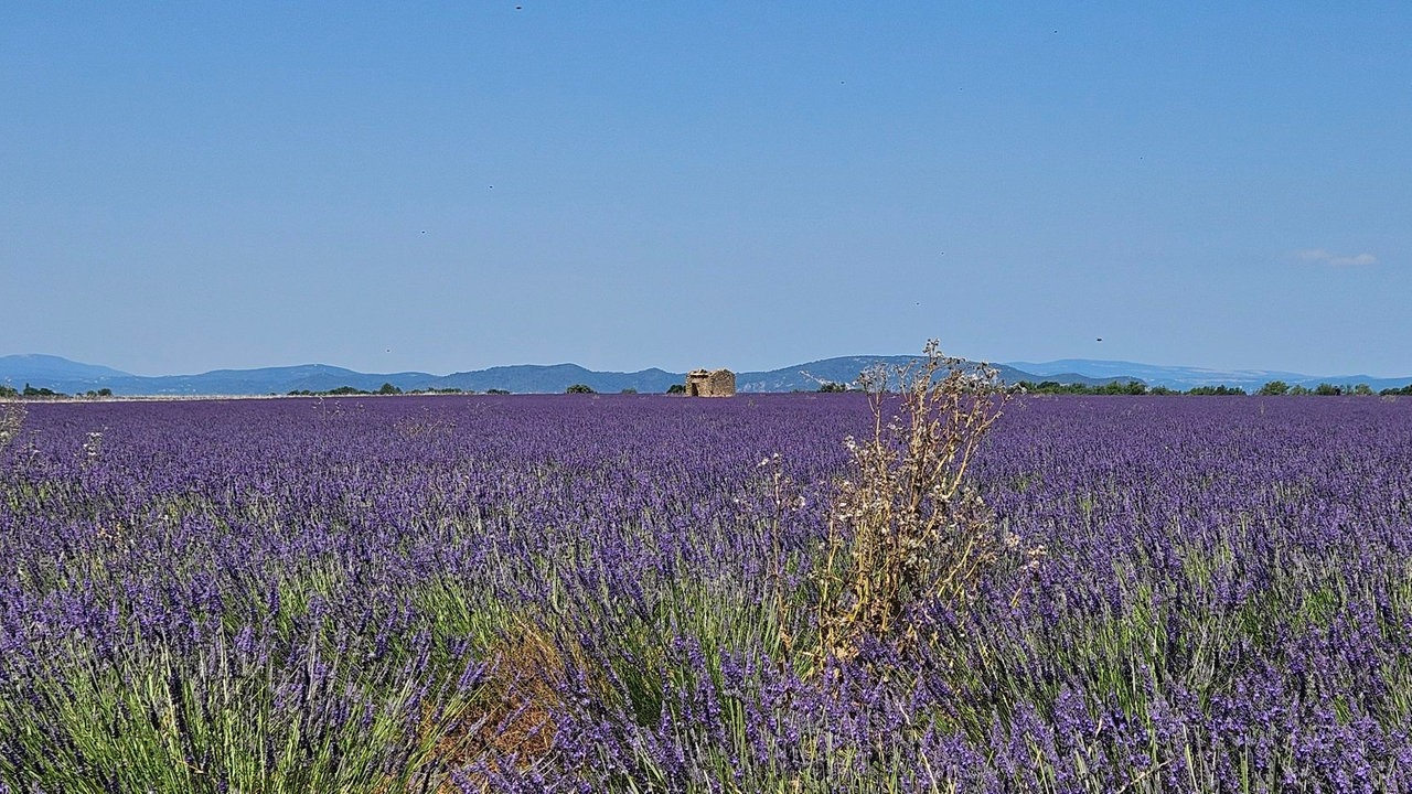 Lavendel 