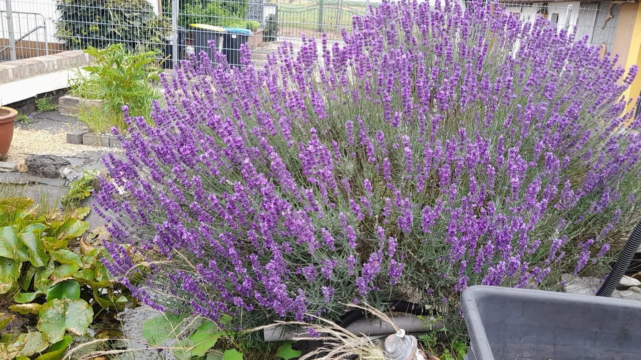 Lavendel 