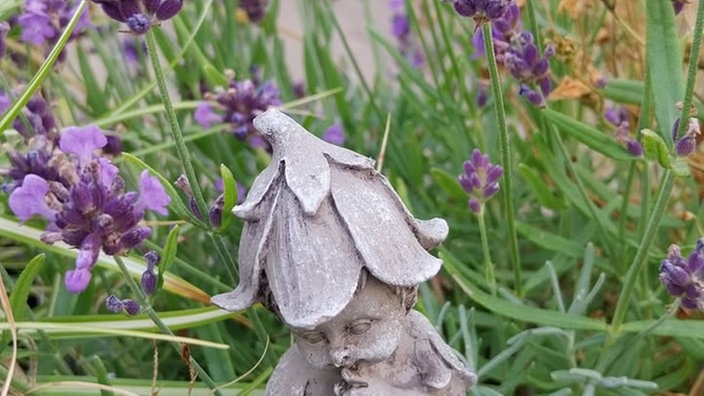 Lavendel 